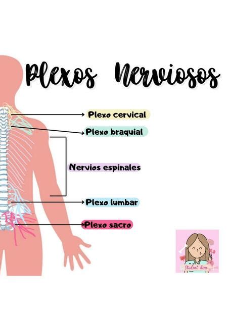 Plexos nerviosos | Student kine by Sol | uDocz