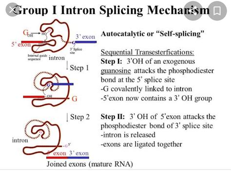 Self splicing and its types exaplain with diagram