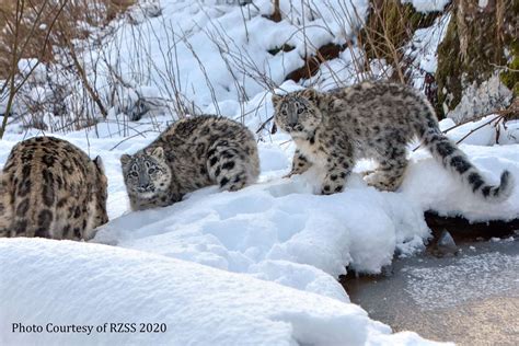 Snow Leopard Cubs Playing