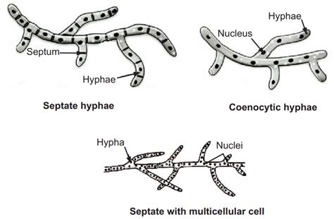 Fungi (Importance, Classification and More) - Solution Pharmacy