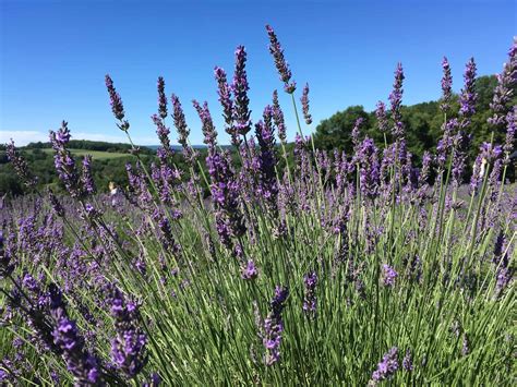 Lavender Farm All About The Bloom - The Common Traveler