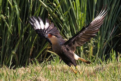 Download free photo of Carcará,gavião,animal,watching,bird - from ...