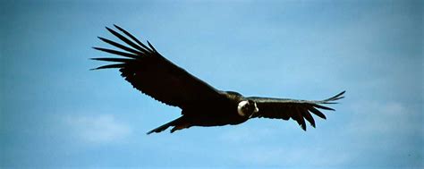 Flight of Condor Full day