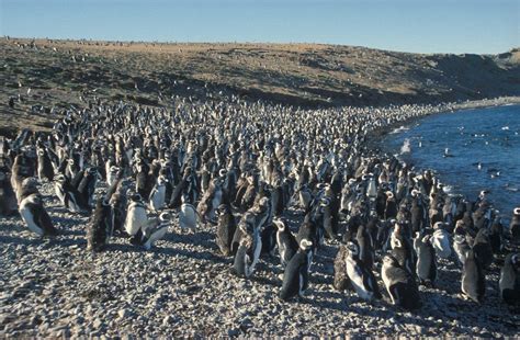 Monumento Natural Los Pingüinos, Isla Magdalena, Magallanes y de la Antártica Chile, Magdalena ...