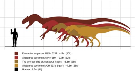 Image - Allosaurus size comparison.svg.png | Land Before Time Wiki ...