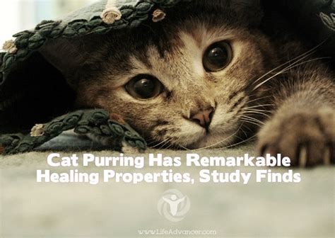 Cat Purring Has Remarkable Healing Properties, Study Finds