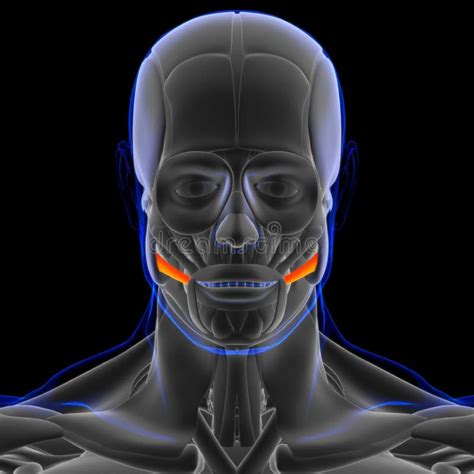 Risorius Muscle Anatomy for Medical Concept 3D Stock Illustration - Illustration of cartilage ...