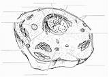 Biologycornercom Plant Cell Coloring Answer Key / And Animal  sketch template
