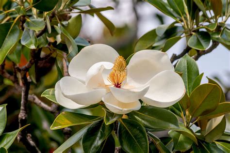 1 Plant Magnolia Grandiflora 7 7/8in tree plant garden Authentic ...