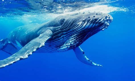 whale, Whales, Fish, Underwater, Ocean, Sea, Sealife Wallpapers HD / Desktop and Mobile Backgrounds