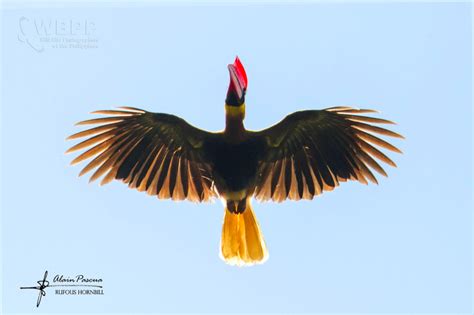 Rufous Hornbill of Mt. Apo, Mindanao, Philippines - Focusing on Wildlife | Photos of the week ...