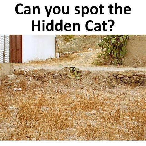 Can you spot the Hidden Cat? - em.viata.me