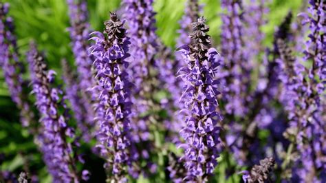 Purple Sage: The Beautiful Purple Flowering Salvia dorrii - Outdoor ...