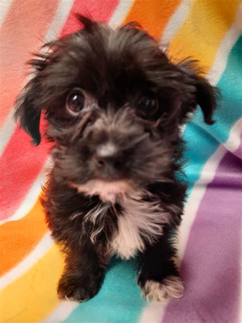 Yorkie-Bichon mix - Lotus Point Puppies