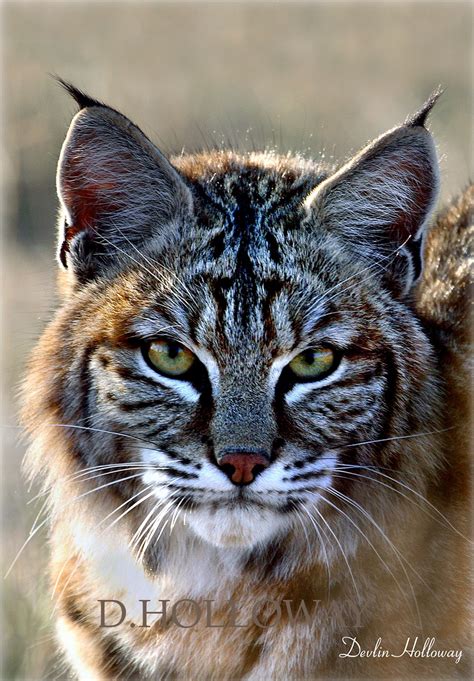 A Serious gaze in the eyes of the high desert bobcat. # 298 | Bobcat ...