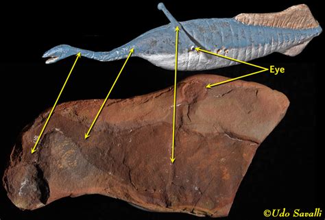 LSC370-Jawless Fishes