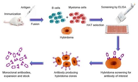 Monoclonal Anti-idiotypic Antibody Production - Creative Diagnostics