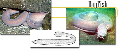 Hagfish - info and games