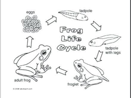 Frog Life Cycle Coloring Pages at GetColorings.com | Free printable ...