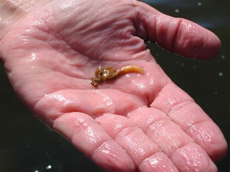 Embryonic axis and acorn worm | Nature Research Ecology & Evolution ...