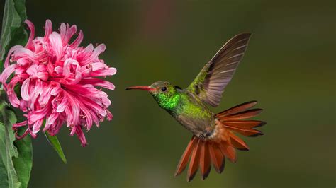 Hummingbird | San Diego Zoo Animals & Plants