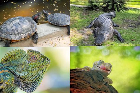 CLASIFICACIÓN DE LOS REPTILES » Un Grupo Muy Bien Adaptado