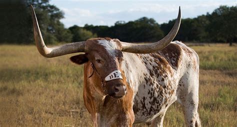 Texas Longhorns release teaser video for new mascot BEVO XV - Burnt Orange Nation