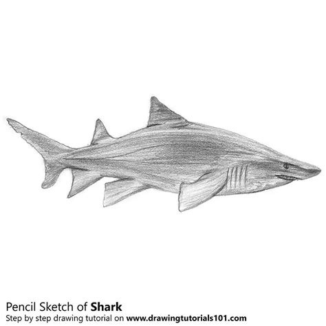 Shark Pencil Drawing - How to Sketch Shark using Pencils : DrawingTutorials101.com