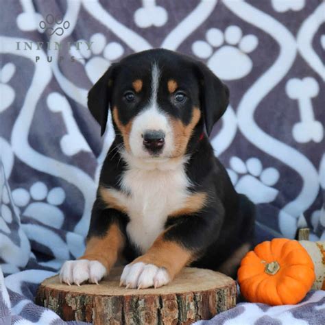 Greater Swiss Mountain Dog Puppies For Sale • Adopt Your Puppy Today ...