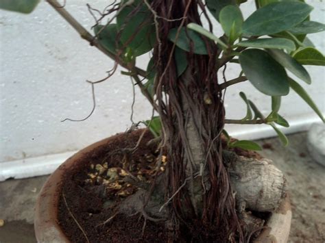 How to Repotting Ficus Bonsai Tree | Ficus Microcarpa Ginseng | August 2... | bonsai tree ...