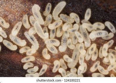 Ant Larvae Images, Stock Photos & Vectors | Shutterstock