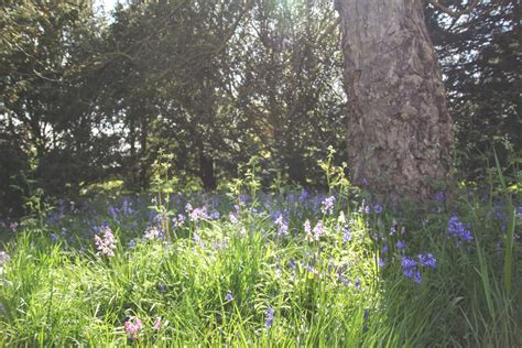 Spring at Blickling Estate, Norfolk - April Everyday