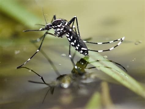 Asian Tiger Mosquitoes Facts & Info: Tiger Mosquito Bites