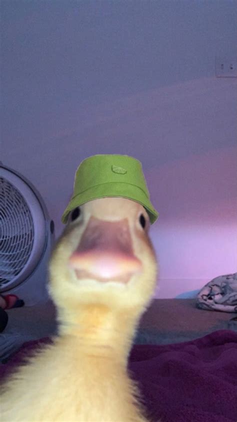 Bucket hat duck meme | Imágenes de tortuga, Humor de animales, Fotos de perros chistosos ...