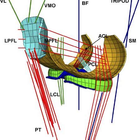 (PDF) Knee joint biomechanics in closed-kinetic-chain exercises