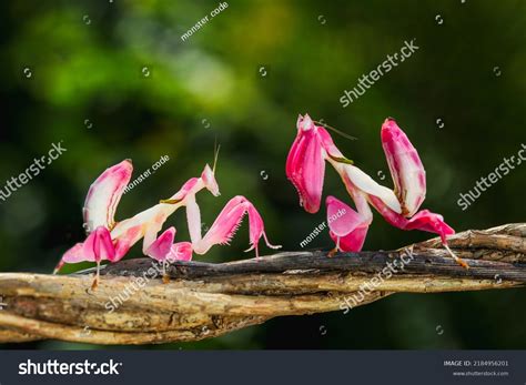 Orchid Mantis Pink Orchid Mantis Hymenopus Stock Photo 2184956201 | Shutterstock