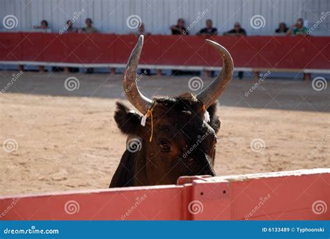 Bull In The Arena Royalty Free Stock Images - Image: 6133489