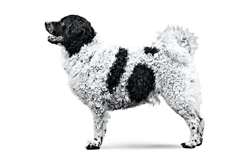 Frisian Water Dog | Royal Canin