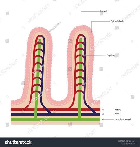 Small Intestine Villus Structure Circulatory System Stock Illustration ...