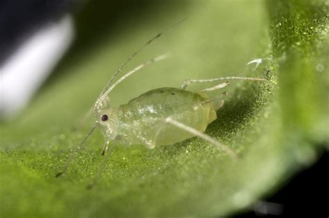 How to be a successful pest: Lessons from the green peach aphid