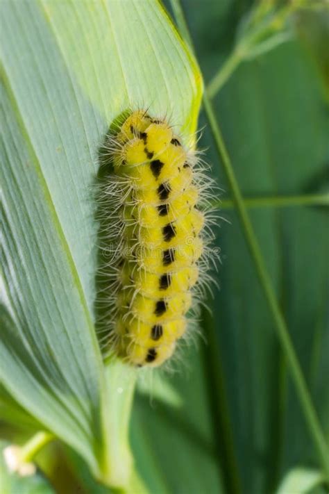 Yellow Caterpillar with Black Dots of the Butterfly Zygaena Filipendulae Stock Image - Image of ...