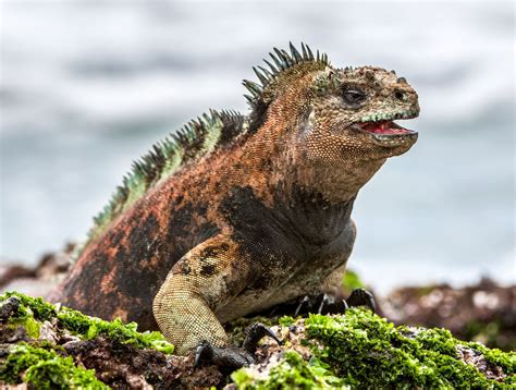 11 Unique Animals You Have To See In The Galapagos Islands, Ecuador ...