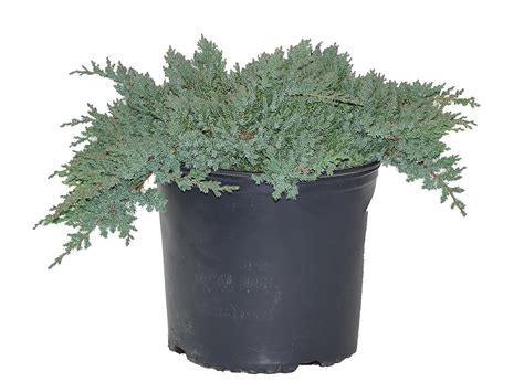 Bar Harbor Evergreen Creeping Juniper Juniperus hor #2 Size Container Patio, Lawn & Garden ...