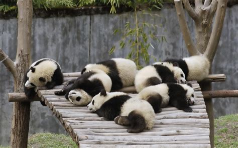 Download wallpaper for 1080x1920 resolution | Panda Sleep HD | animals ...