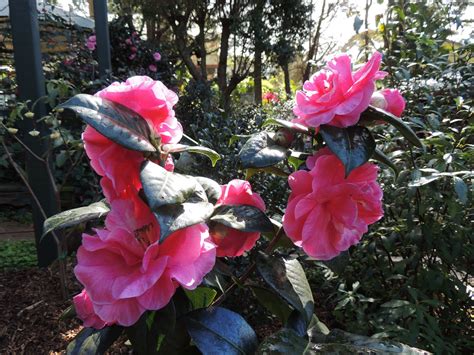 Frog Garden: Camellia Reticulata "Bright Beauty"