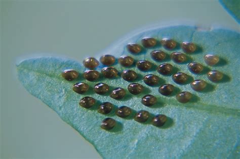 Squash Bug Organic Pest Control -- Harvest to Table