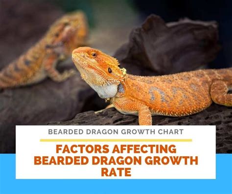 Bearded Dragon Growth Chart: are they really growing?