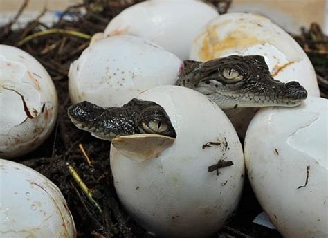 40 Amazing Pictures of Baby Animals Hatching Eggs