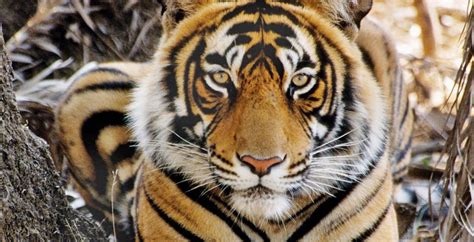 Best Tiger Safari India Tours | Wildlife Safaris Experience