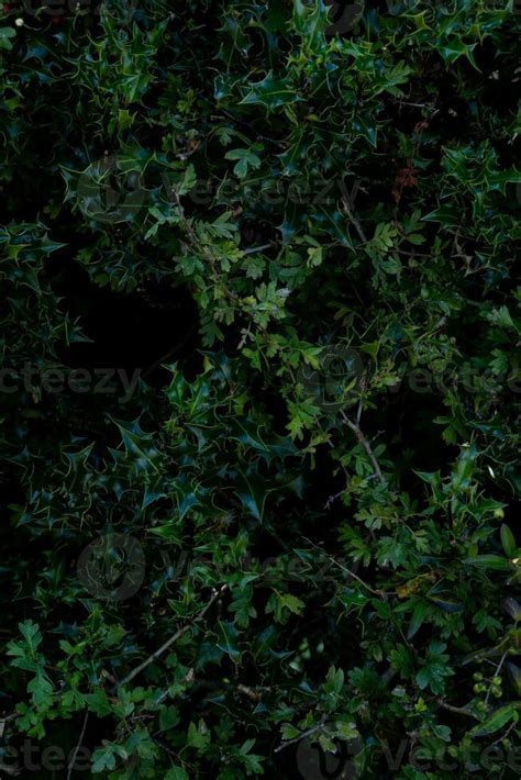 texture background of bush with branch 31717409 Stock Photo at Vecteezy